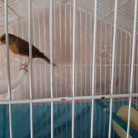 قناری نر بخون سینه سرخ