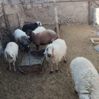 فروش گوسفندافشاراصل