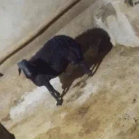 گوچ قره قزل