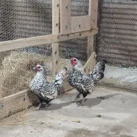 جوجه مرغ و خروس زینتی پولک منظم