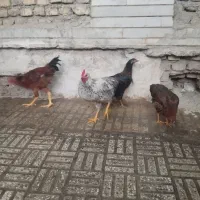 مرغ وخروس