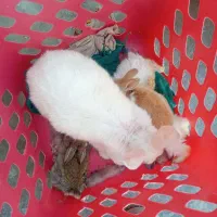 خرگوش|موش و خرگوش|ایذه, |دیوار