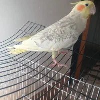 عروس هلندی نر