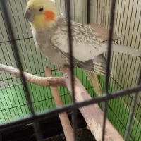 پر نده|پرنده|پاکدشت, پاکدشت (مامازند)|دیوار