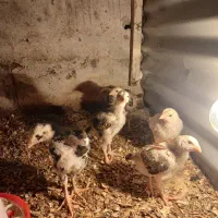 ۶عددجوجه لاری فروشی