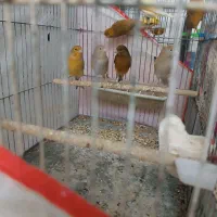 قناری نر و ماده مست درجه یک خانگی|پرنده|شیراز, رکن‌آباد|دیوار