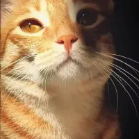 واگذاری گربه