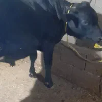 کل محلی گاو نر لیشه گاو|حیوانات مزرعه|رشت, خمیران زاهدان|دیوار