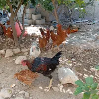 تعداد مرغ محلی فروشی|حیوانات مزرعه|کنار تخته و کمار, |دیوار