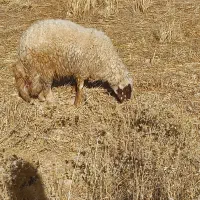 شک ورن سه شیره اصیل سنجابی|حیوانات مزرعه|قصرشیرین, |دیوار