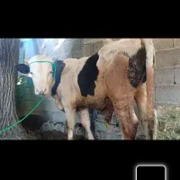 گوساله سیمینتال نر خالص|حیوانات مزرعه|صومعه‌سرا, |دیوار