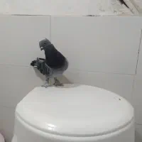 کفتر صید۳عدد نر|پرنده|مشهد, شهید قربانی|دیوار