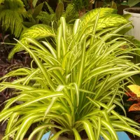 گل آپارتمانی کند.می پر برکت وتصفیه هوا