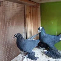 کبوتر|پرنده|تبریز, |دیوار