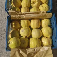 فروش زمین کشاورزی|اجارهٔ دفتر صنعتی، کشاورزی، تجاری|خرم بید, |دیوار