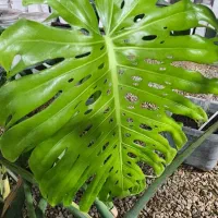 واگذاری مغازه گل فروشی