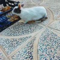 خرگوش