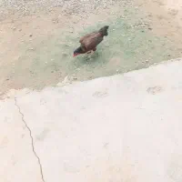 موتور سیکلت مرغ لاری اصل ۲عدد|پرنده|انبارآلوم, |دیوار