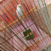 نر سفید مست|پرنده|بندرعباس, |دیوار