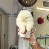 پرورش تخصصی نژاد پامر.پامرانین خرسی عروسکی|سگ|شیراز, فرهنگ شهر|دیوار