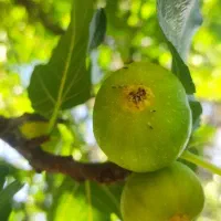 انجیر نر بر