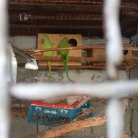 طوطی ملنگو مولد