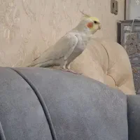 عروس هلندی|پرنده|الوند, |دیوار