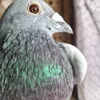 کبوتر|پرنده|شاندیز, |دیوار