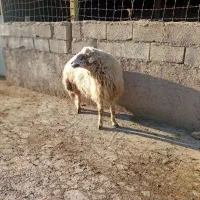 قوچ چاق جوان|حیوانات مزرعه|چرداول, |دیوار