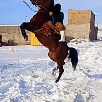 اسب|اسب و تجهیزات اسب‌سواری|اهر, |دیوار