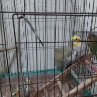 یو جفت عروسی هلندی مولد وسالم