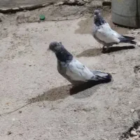 یک جفت سینه ای مفت