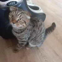 اسکاتیش دبل فولد