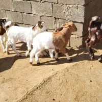 بز و بزغاله|حیوانات مزرعه|دینور, |دیوار