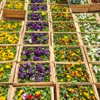 بنفشه بذر F1 خارجی ( هلندی ) جعبه ای|گل و گیاه طبیعی|تهران, عباسآباد|دیوار