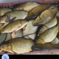 حوضچه پرورش ماهی