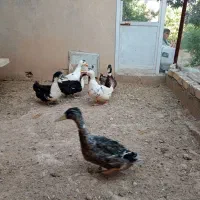 فروش اردک