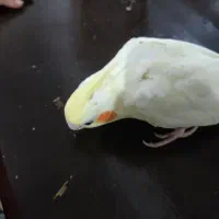 عروس هلندی تازه دون خور|پرنده|آمل, |دیوار