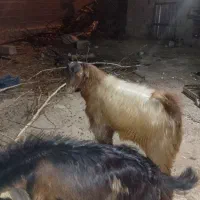 فروش کهره ، لطفا تماس