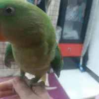 شاه طوطی شاه تخم نر ۶ماهه فول رام دستی|پرنده|تهران, شهرک زینبیه|دیوار