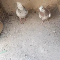 یک جفت طوقی