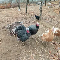 بوقلمون ماده 3جوان سرحال|حیوانات مزرعه|تویسرکان, |دیوار