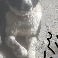 توله نرولاس هم قول