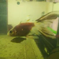 ماهی خوشگل وبالغ مخصوص آکواریوم