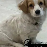 دزدی سگ و حادثه بیمارستان