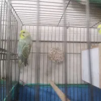 مرد عشق پرنده|پرنده|قم, علی آباد سعدگان|دیوار