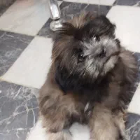 سگ پاکوتاه|سگ|مشهد, حسینآباد|دیوار