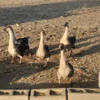 قوغاز|حیوانات مزرعه|یاسوج, |دیوار