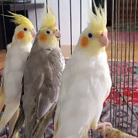 عروس هلندی