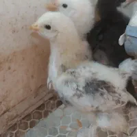 جوجه برهما